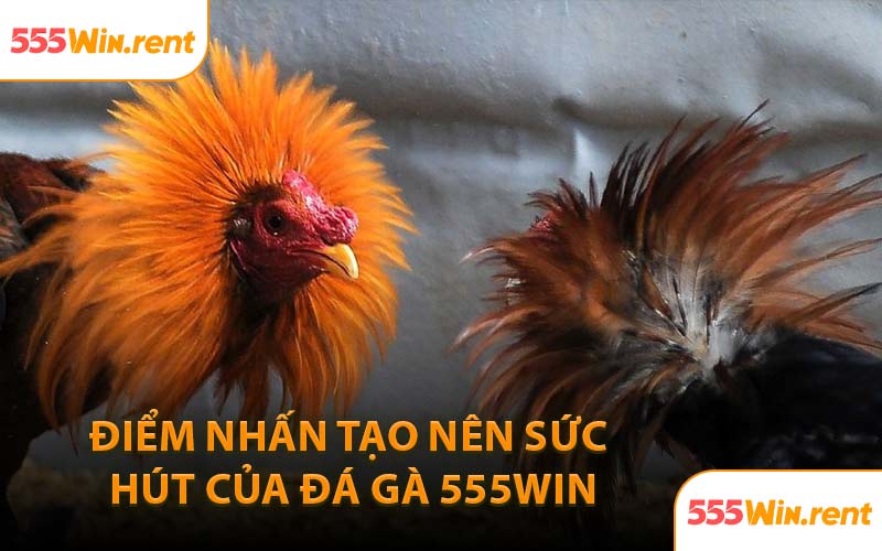 Điểm Nhấn Tạo Nên Sức Hút Của Đá Gà 555WIN
