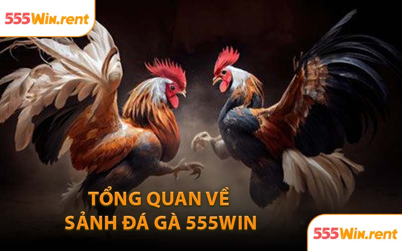 Tổng Quan Về Sảnh Đá Gà 555WIN